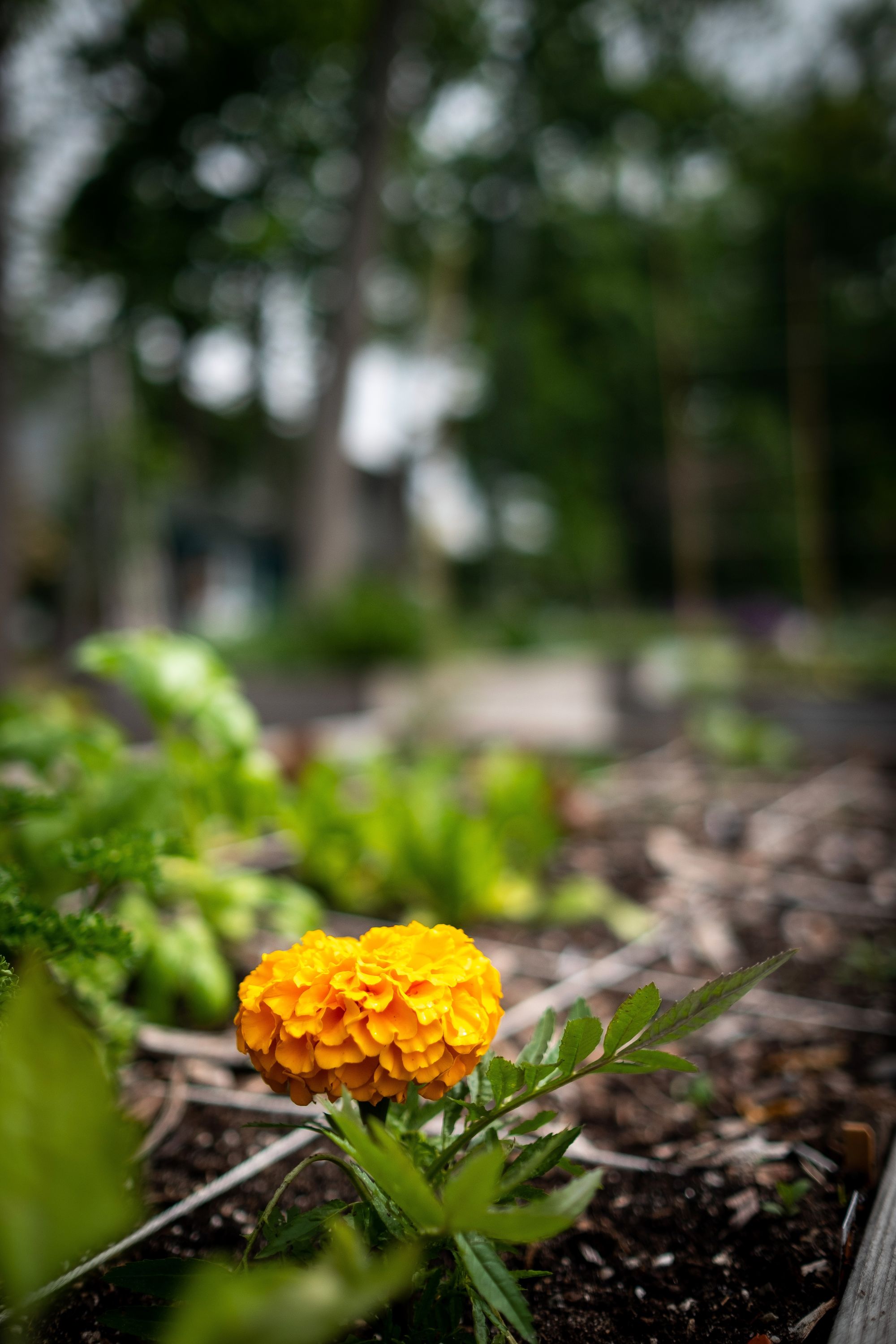 A Marigold growing in a raised garden bed.